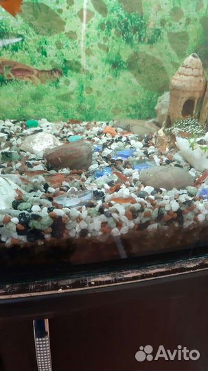 Мальки Гуппи