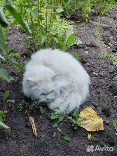 Котики бесплатно
