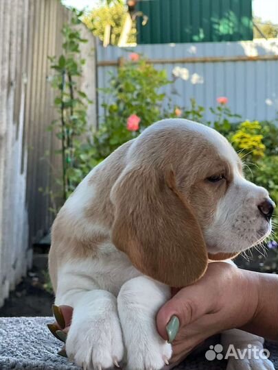 Щенки бигль