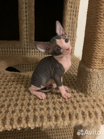 Канадский сфинксы