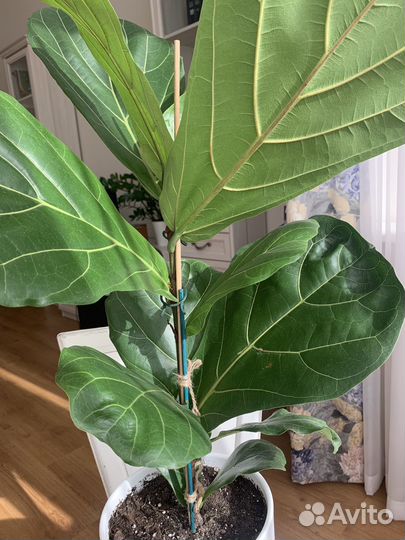 Лирата фикус