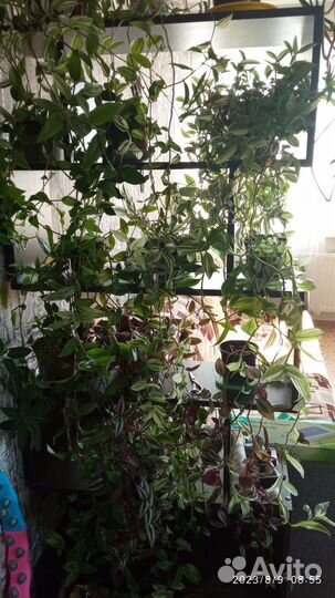 Комнатные цветы