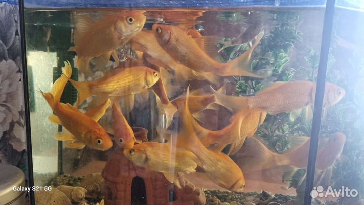 Золотая рыбка