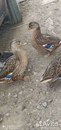 Подсадные дикие утки