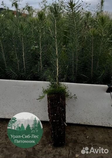 Сеянцы зкс Сосна окс Ель Лиственница Горная