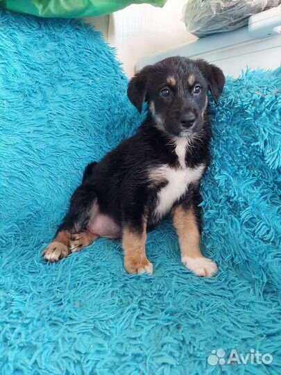 Очаровательная Лапуля в добрые руки