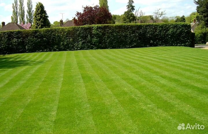 Рулонный газон под ключ