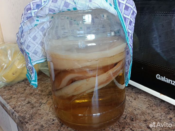 Чайный гриб комбуча