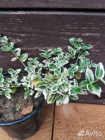 Бересклет Форчуна