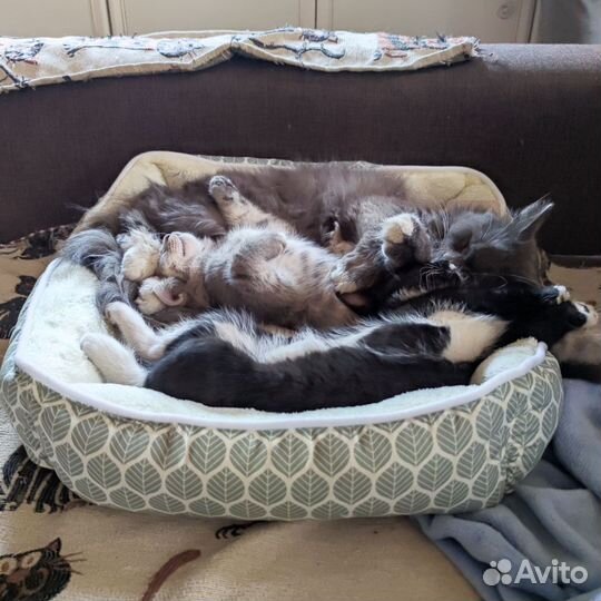 Лежанка для собак и кошек