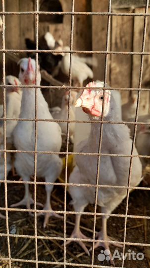 Цыплята и куры молодки