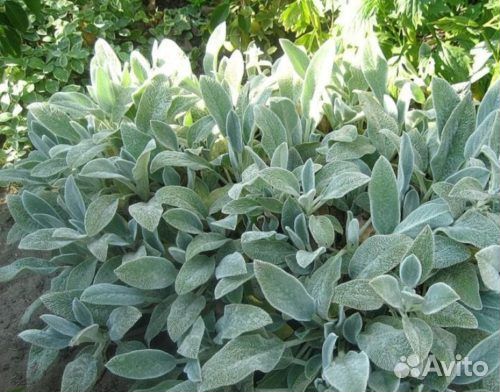 Чистец шерстистый, заичьи ушки