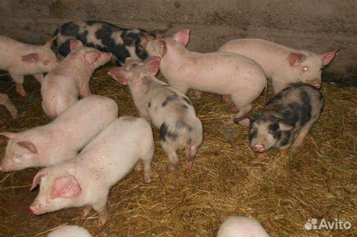 Поросята
