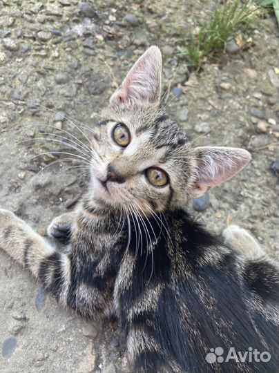 Котята в добрые руки (мышеловы)