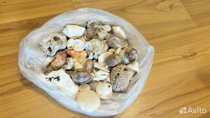 Морские ракушки раковины