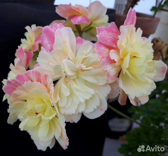 Срезы сортовых пеларгоний и укорененные черенки