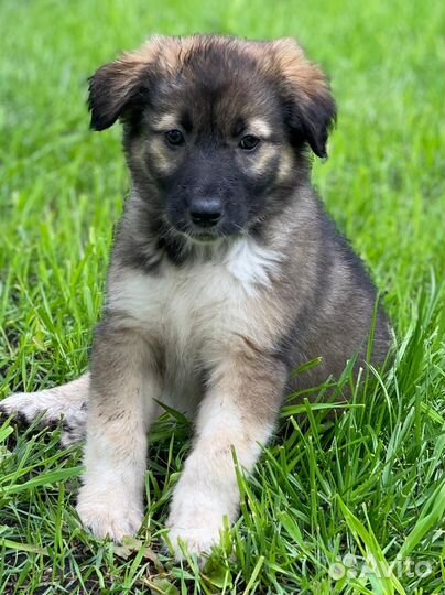 Щенок в добрые руки бесплатно