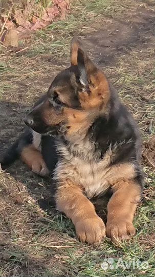 Щенки немецкой овчарки