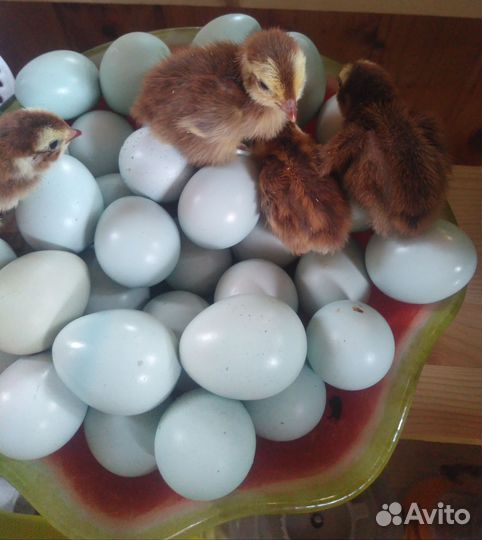 Перепелинное инкубационное яйцо