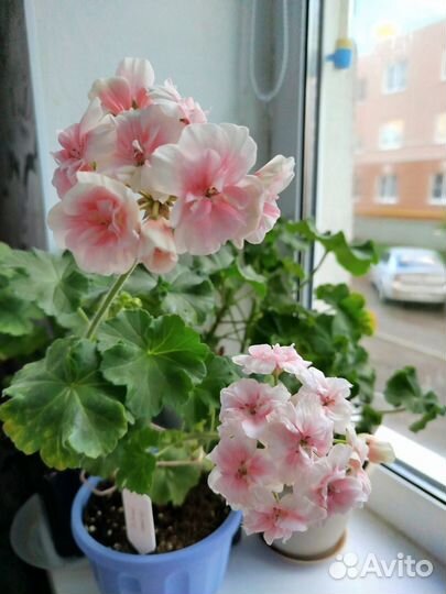 Пеларгония герань