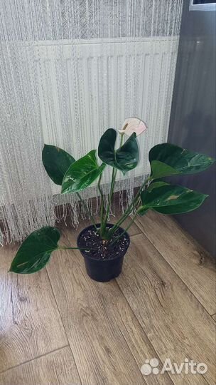 Антуриум Фентези лав