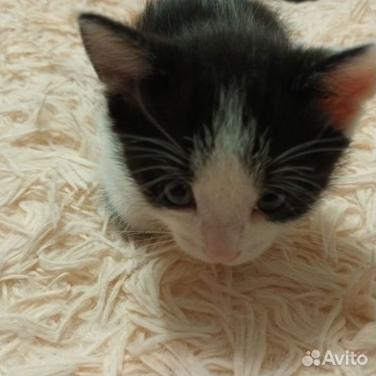 Наимилейшие котятки