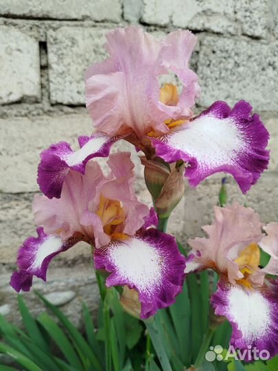 Ирисы бородатые