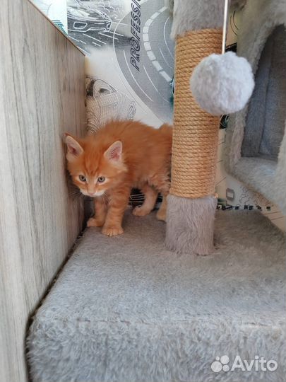 Котята мейн-кун