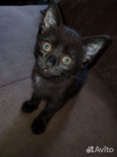 Котята в добрые руки бесплатно