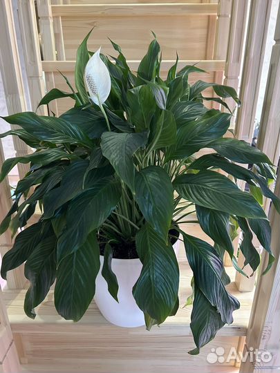 Спатифилум, сансевиерия, дипсис, сциндапсус