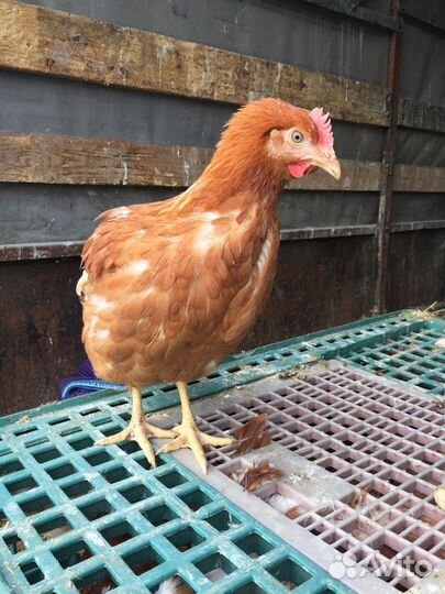 Куры несушки опт/розница