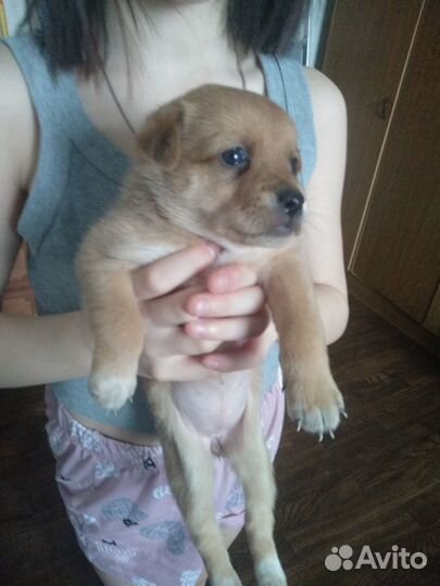 Отдадим комочки счастья