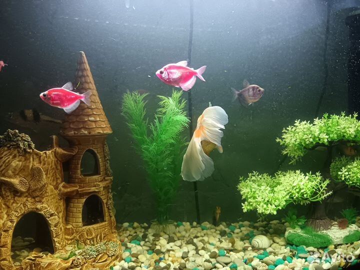 Аквариум с рыбками