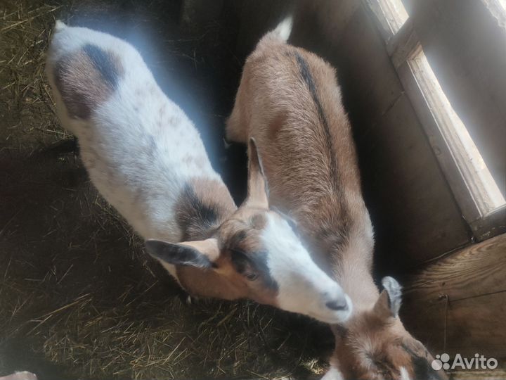 Козы и козлята продажа