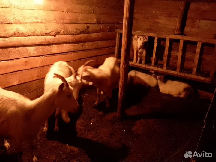 Козы оптом