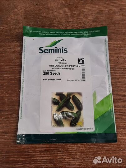 Рассада огурцов сортов Кураж F1 и Герман F1