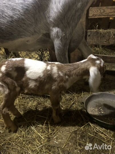 Нубийские козлята