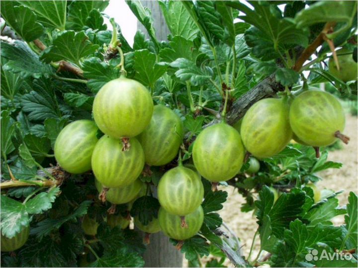 Саженцы крыжовника Берилл