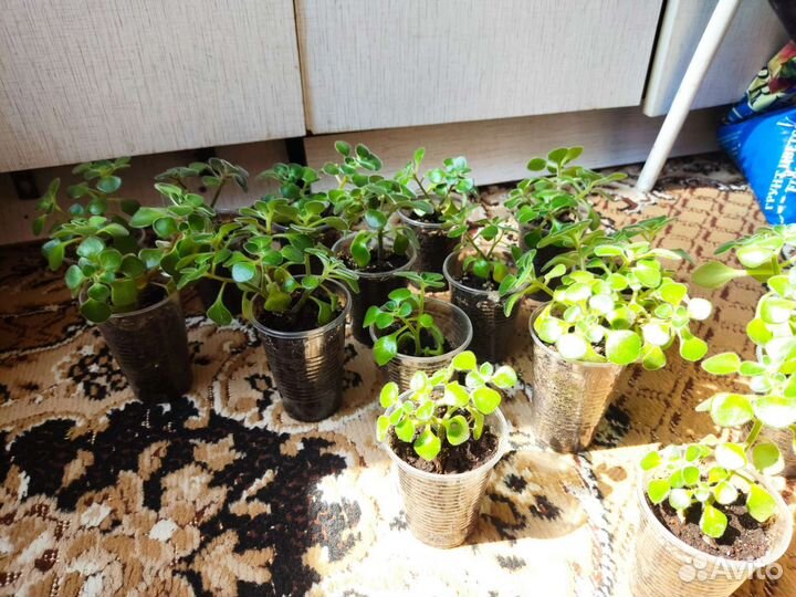 Аихризон дерево любви, отростки