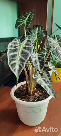 Алоказия полли