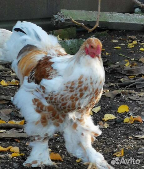 Куры брама белое золото