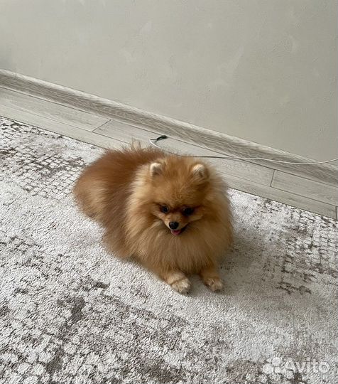 Померанский шпиц мини вязка