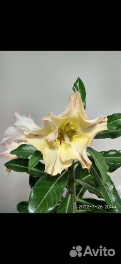 Адениум взрослый