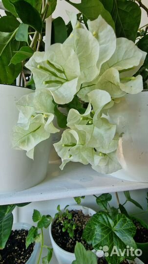 Нет пока в продаже. Бугенвилии