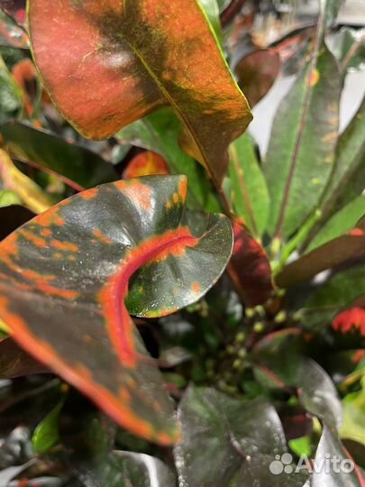 Кодиум кротон