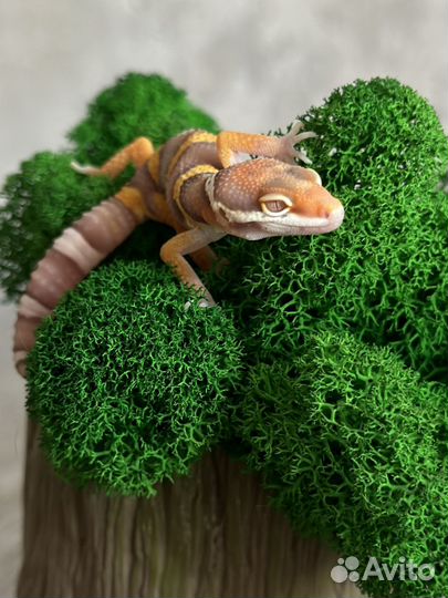 Эублефар малыш