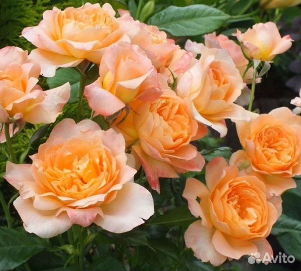 Роза саженцы Шерлок Холмс