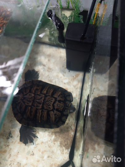 Аквариум для черепах 50 литров