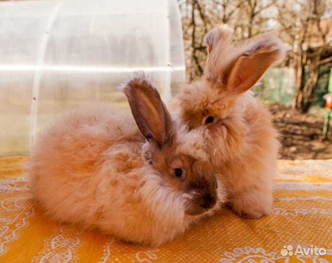 Продаются крольчата породы 