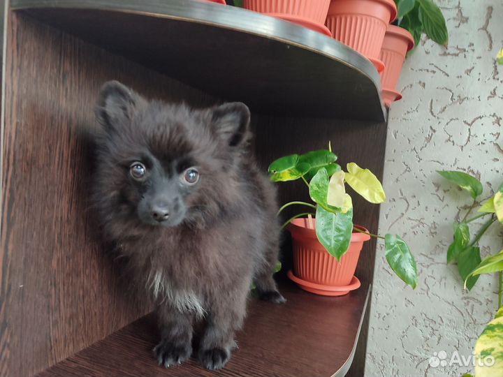 Девочки шпиц